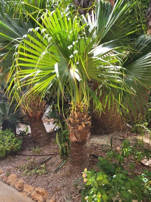 Casa De Flores تورّيفيِخا المظهر الخارجي الصورة
