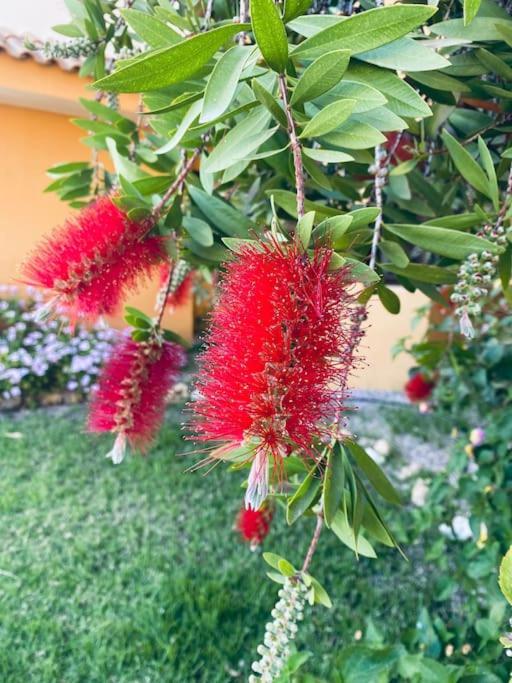 Casa De Flores تورّيفيِخا المظهر الخارجي الصورة